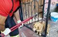 Resgate de cachorro mobiliza bombeiros em Manacapuru após fogos de artifício