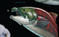 Cientistas descobrem nova versão de salmão pré-histórico gigante com presas