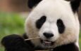 Dia do Panda celebra amizade entre Brasil e China no Planetário do Rio