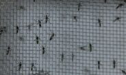 Brasil ultrapassa 5 milhões de casos prováveis de dengue em 2024
