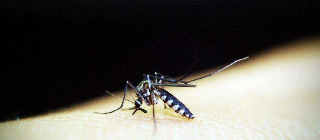 Brasil ultrapassa a marca de 5 milhões de casos de dengue em 2024