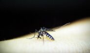 Brasil ultrapassa a marca de 5 milhões de casos de dengue em 2024