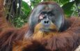 Cientistas observam orangotango tratar ferida com planta medicinal pela 1ª vez