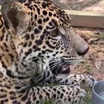 Onça Golias é levada para centro especializado após ser criada como pet no AM