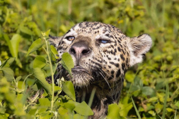 Família de onças viraliza com cenas raras da vida selvagem no Pantanal
