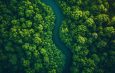 Governo do Amazonas usará agente de IA para controlar licenciamento ambiental