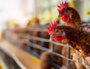 Brasil se declara país livre da gripe aviária; países que restringiram compras, estão sendo notificados