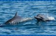 México proíbe shows com golfinhos e uso de mamíferos