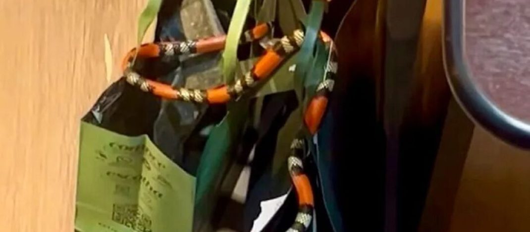 MS: cobra invade loja, se esconde em sacola e assusta funcionárias