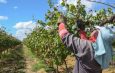 Tarifaço de Trump afeta duramente Vale do São Francisco e produtores de mel