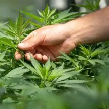 Anvisa amplia uso da Cannabis medicinal e autoriza venda em farmácias
