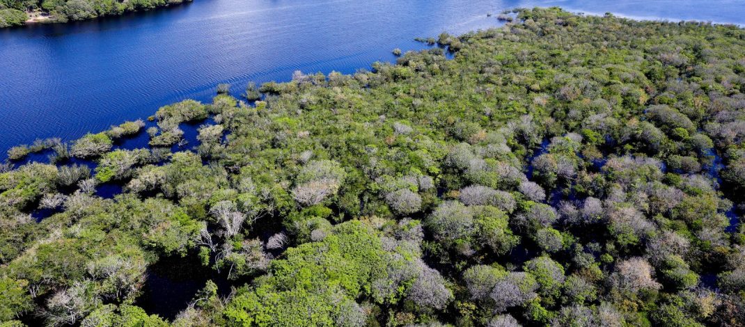 Alertas de desmatamento na Amazônia caem 35% em junho de 2026