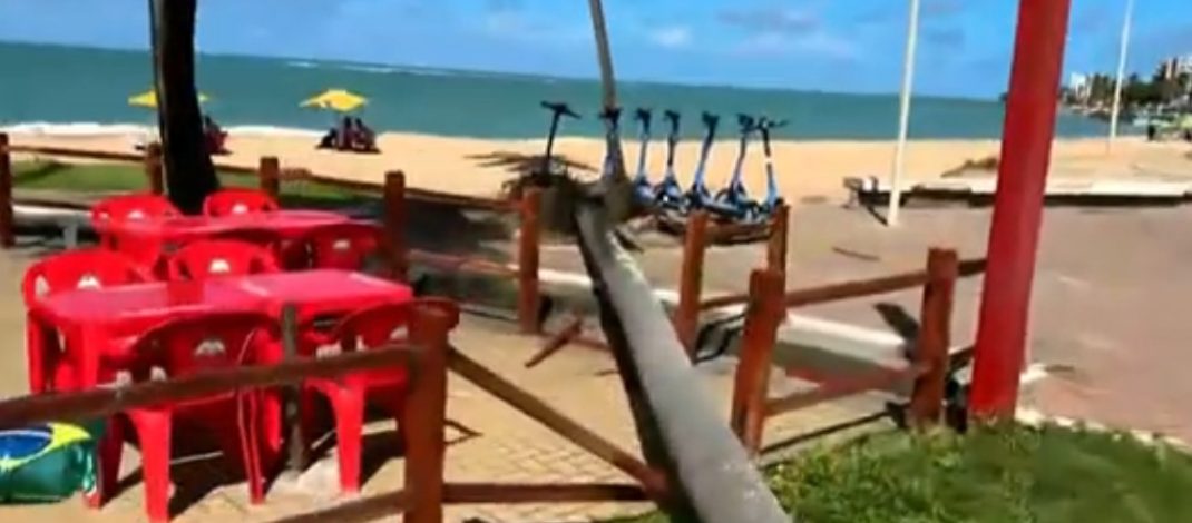 Coqueiro cai e bloqueia ciclovia na Orla de Maceió