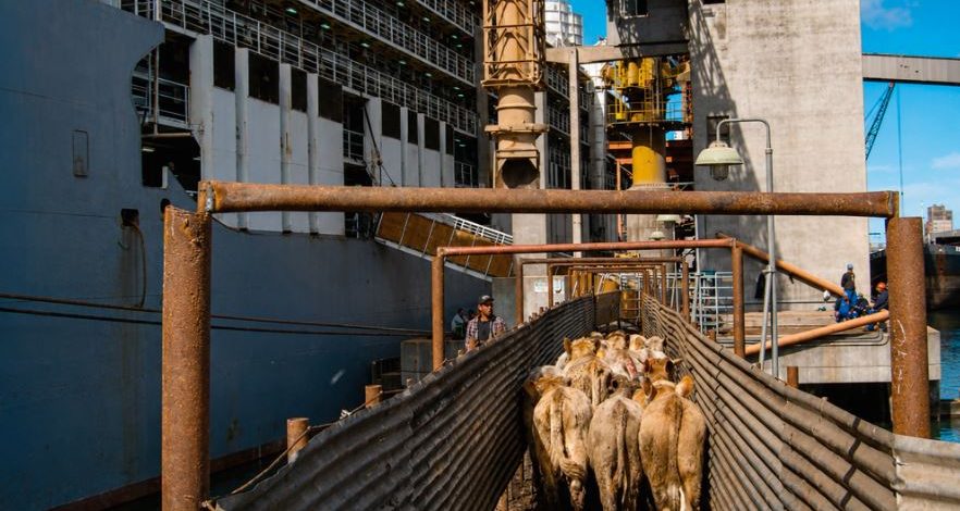 Exportação de animais vivos pelo Porto de Natal pode movimentar até R$ 2 bilhões na economia do RN, diz secretário