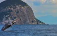 Lançado guia com boas práticas para o avistamento de baleias-jubarte no Rio