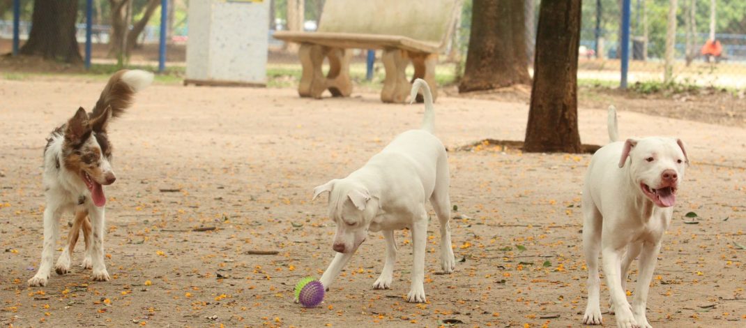 Lei torna crime exercício ilegal da medicina veterinária 