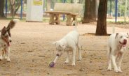 Lei torna crime exercício ilegal da medicina veterinária 