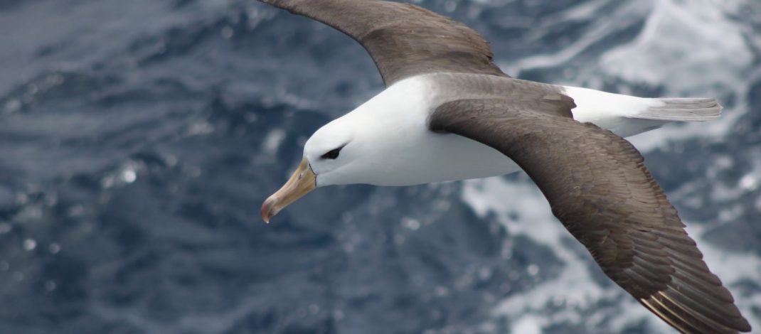 Reduzir morte de albatrozes implica mudanças na pesca em alto-mar