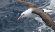Reduzir morte de albatrozes implica mudanças na pesca em alto-mar