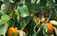 Morungaba (SP): as saborosas atrações na terra das frutas e doces artesanais