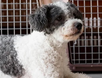 Pet no porão do avião: vídeo reacende debate sobre voar com animais