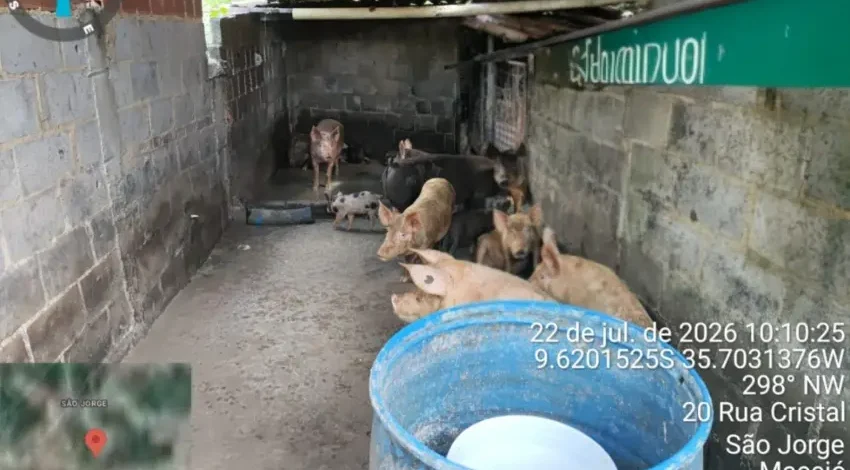 Pocilga com criação irregular de suínos é interditada no São Jorge
