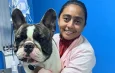 Calor de Manaus exige cuidados redobrados com cães braquicefálicos
