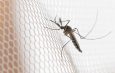 Cidades do noroeste de SP têm maior incidência de casos de dengue