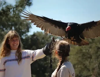 Portugal: onde conhecer a arte da falcoaria no Alentejo