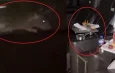 Vídeo mostra rato comendo alimento em sala VIP do Cinépolis Ponta Negra, em Manaus