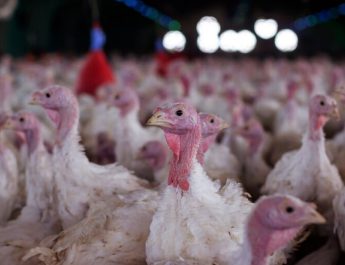 Agricultura confirma foco de doença de Newcastle em Santa Catarina