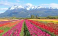 Maior campo de tulipas da América Latina fica na Argentina