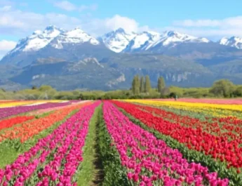 Maior campo de tulipas da América Latina fica na Argentina