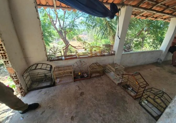 PM e Ibama apreendem aves silvestres em Ilha Grande